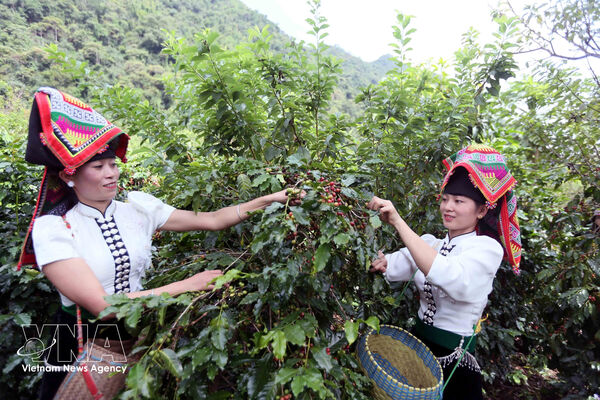 Vietnam's coffee export value hits 4.78 billion USD in H1