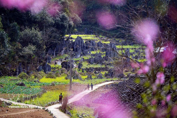 Tuyen Quang seeks balance between monkey conservation and local livelihoods