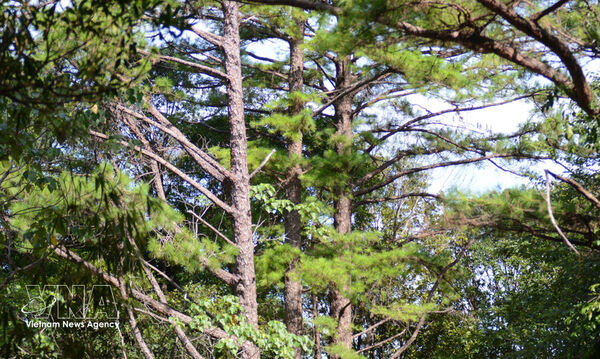 Bach Ma National Park seeks to unlock tourism potential through biodiversity
