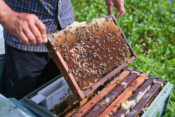 Xuan Thuy National Park boosts mangrove honey brand