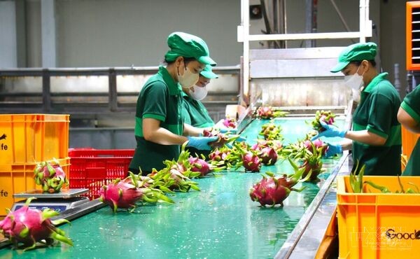 Ho Chi Minh City's agricultural sector accelerates toward double-digit growth target