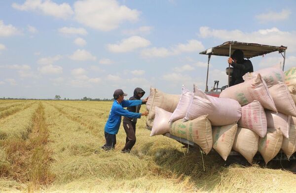 An Giang farmers enjoy bumper Summer–Autumn rice harvest and strong prices