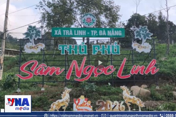 Trao sinh kế cho bà con “thủ phủ” trồng quốc bảo Sâm Ngọc Linh