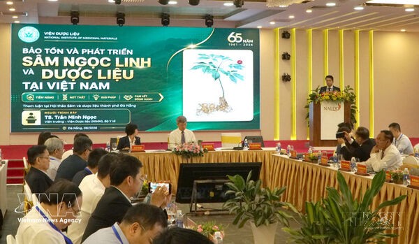 Ngoc Linh ginseng sets sights on global brand recognition