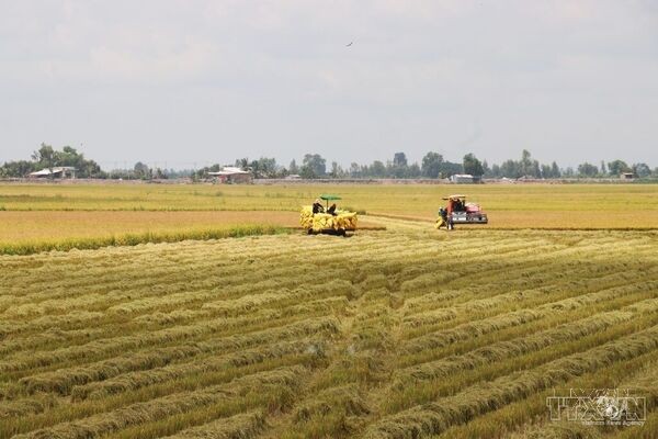 Tay Ninh enjoys bumper Summer-Autumn rice harvest with strong prices