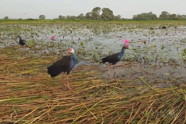 Tram Chim sees progress in crane conservation