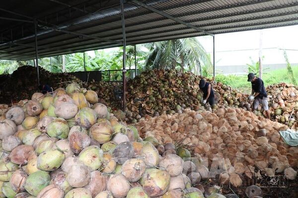 Xây dựng chuỗi giá trị dừa từ vùng nguyên liệu đến thị trường