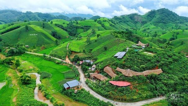 Phu Tho enhances value of tea cultivation in Connection with Tourism Development