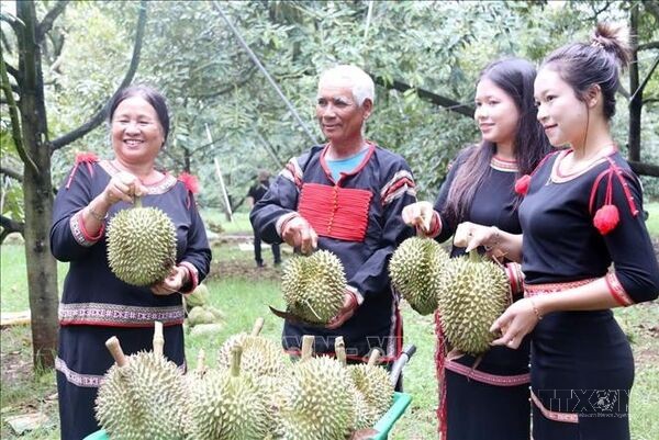 Dak Lak turns durian season into a distinctive tourism draw