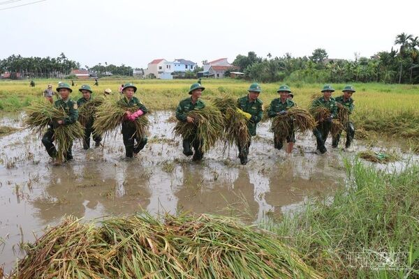 Soldiers and militia brave rain to help Quang Ngai farmers “save” rice