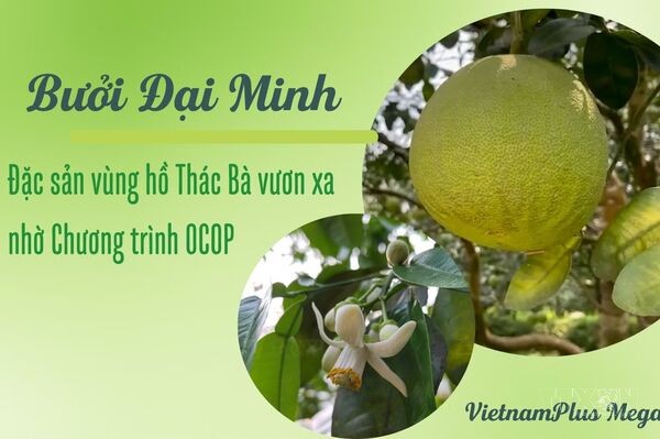 Bưởi Đại Minh: Đặc sản vùng hồ Thác Bà vươn xa nhờ Chương trình OCOP