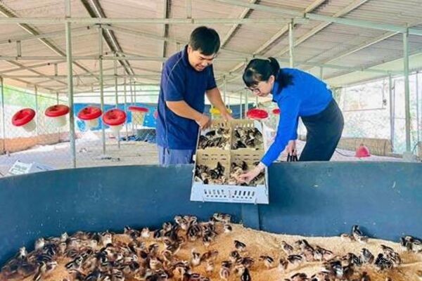 Về quê khởi nghiệp, làm giàu bằng tư duy mới