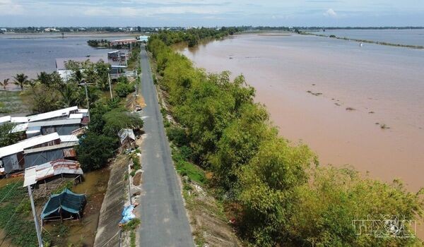 Over 30km of “Border bamboo greenbelt” in Dong Thap