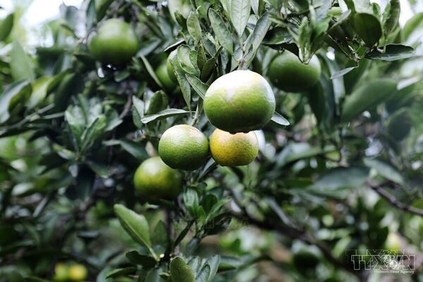 On Chau mandarins bring high incomes to farmers in Cao Phong (Phu Tho)