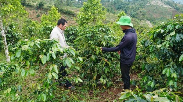 Đảng viên vùng khó tiên phong trong phát triển kinh tế