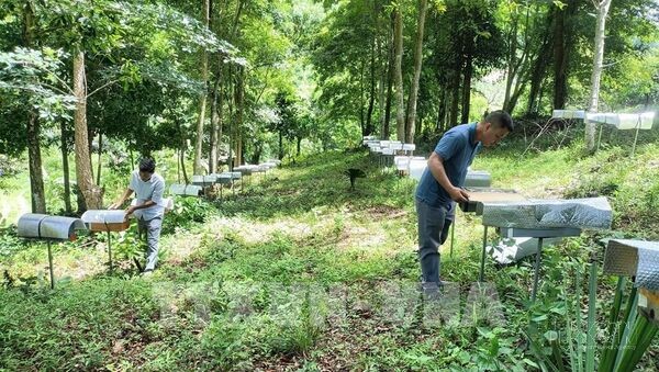 Đà Nẵng phát triển nông nghiệp công nghệ cao, tập trung chuỗi giá trị