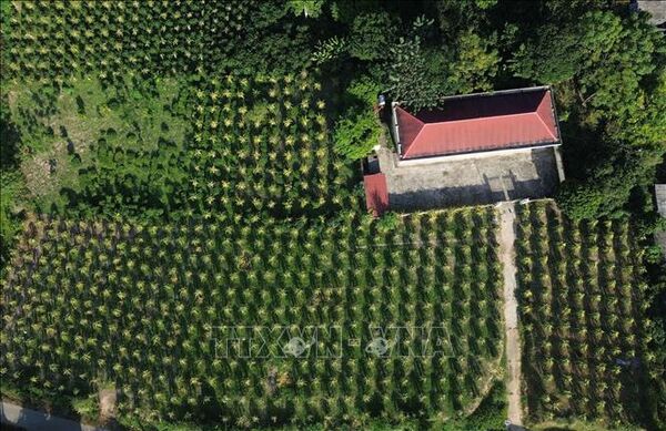 Sức sống mới trên vùng đất tái định cư
