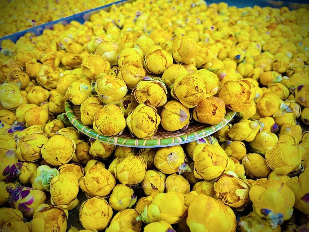Yellow Camellia helps farmers in Thai Nguyen escape poverty