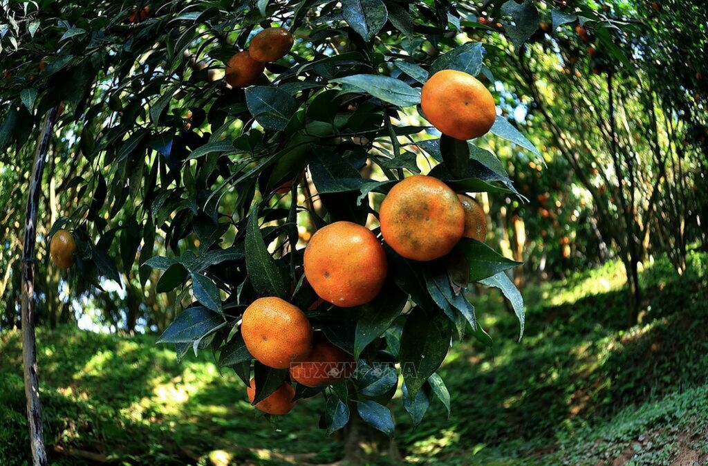 Nam Son mandarin - sustainable poverty alleviation pathway for highland residents in Phu Tho