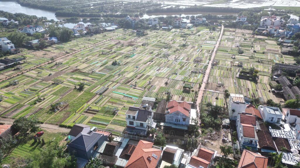 Làng rau Trà Quế xanh lại hy vọng mùa Tết