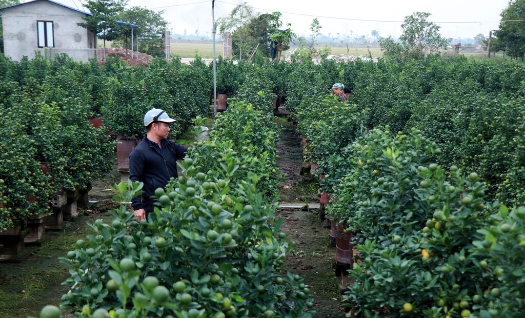 Vựa quất Ninh Bình tất bật chuẩn bị vụ Tết