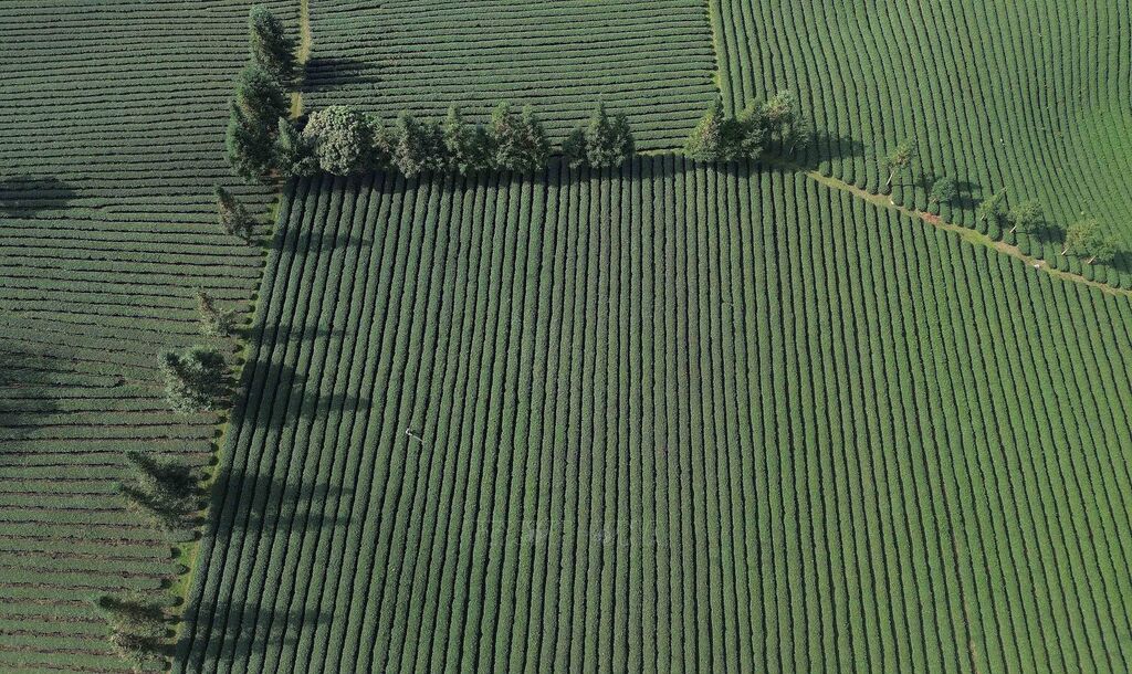 Vẻ đẹp thơ mộng vùng chè xã Bình Thuận, tỉnh Sơn La