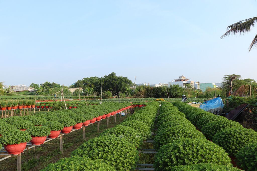 Can Tho to supply more than 2 million pots of ornamental flowers for 2026 Lunar New Year