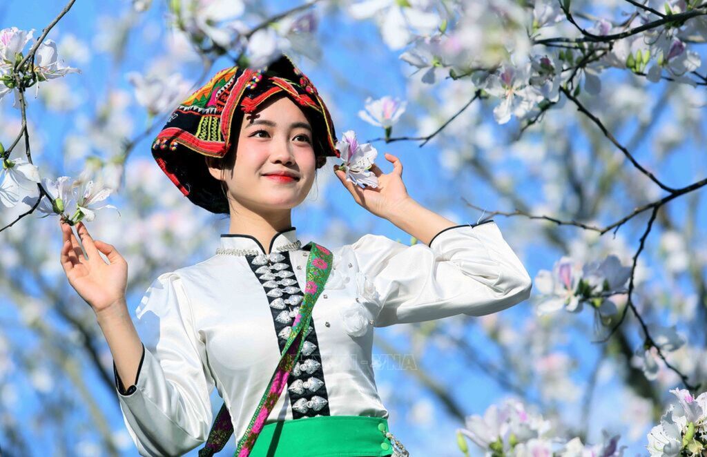 Bauhinia in full bloom attract visitors to Son La