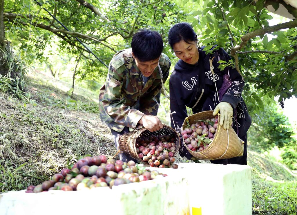 Mận Sơn La chín sớm được mùa, được giá, người trồng phấn khởi