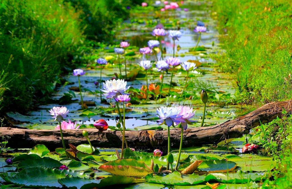 Cần Thơ: Nâng cao thu nhập nhờ đa dạng hóa sản phẩm nông nghiệp kết hợp du lịch