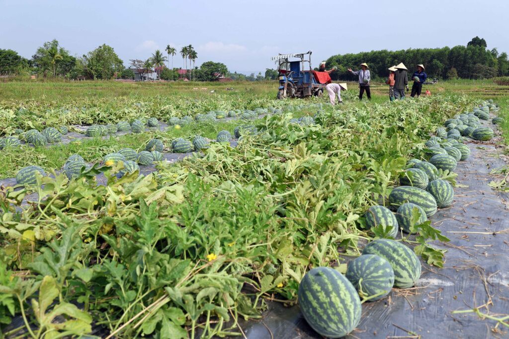Da Nang bustles during watermelon harvest season