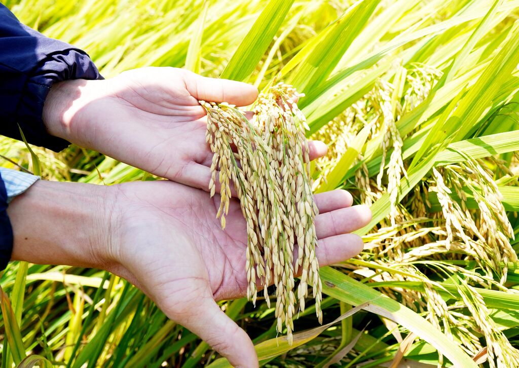 Hiệu quả từ liên kết sản xuất lúa gạo sạch ở Quảng Ngãi