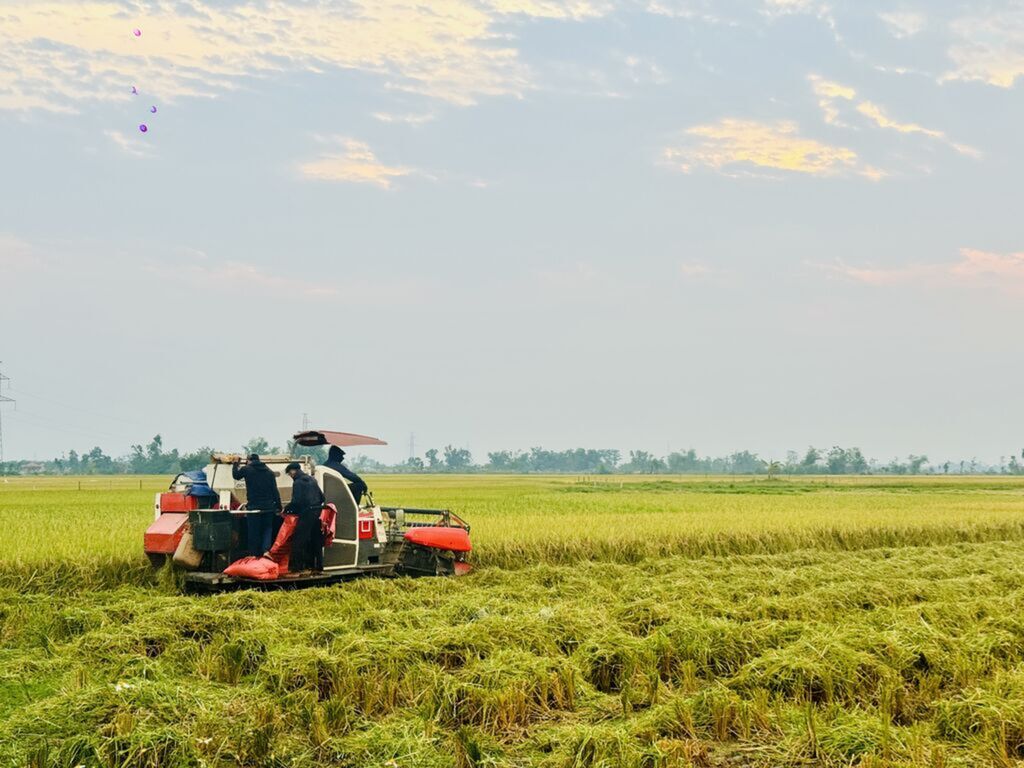 Farmers in Ha Tinh busy harvesting spring rice