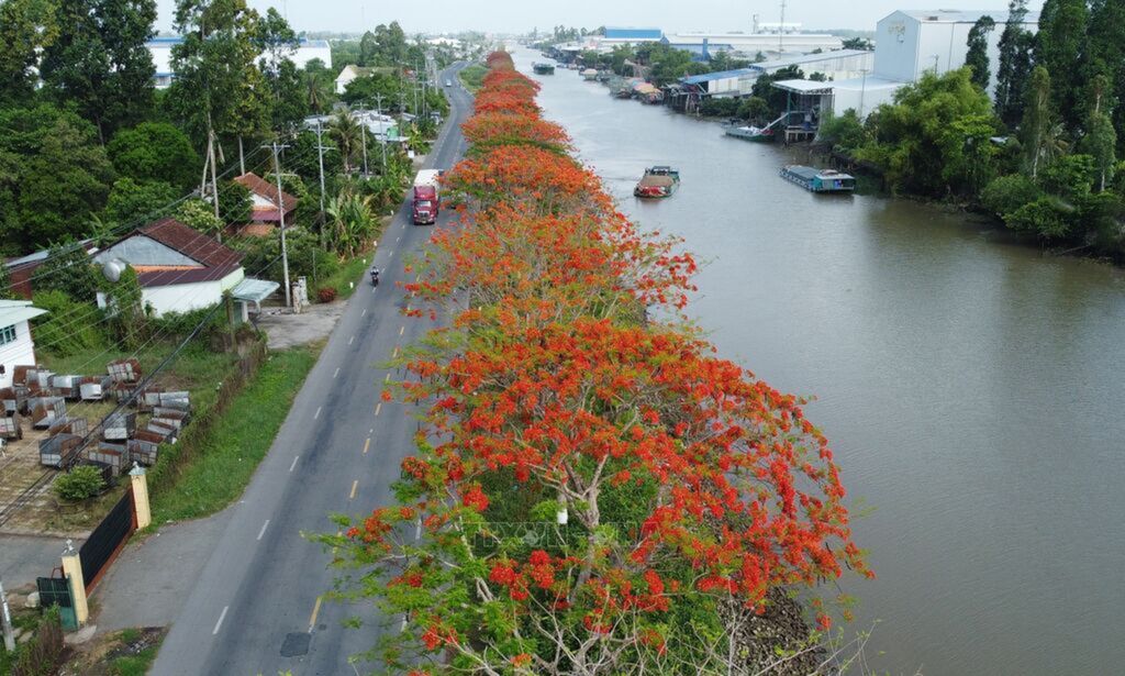 Brilliant red of royal poinciana lights up Dong Thap’s street
