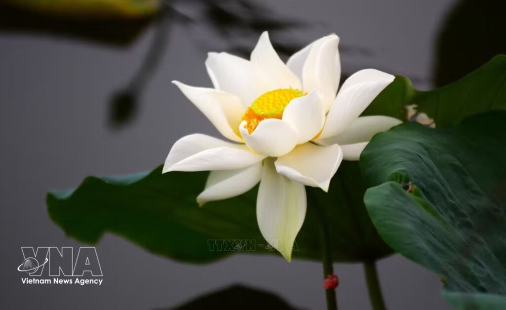 Lotus cherished in Vietnamese life
