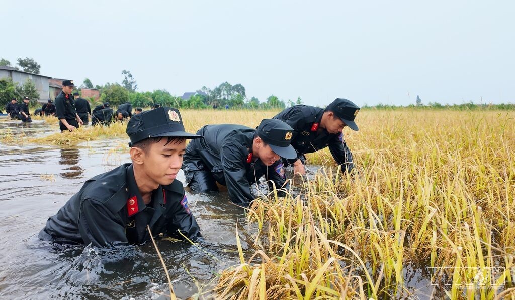 Tây Ninh: Cảnh sát cơ động giúp dân gặt lúa chạy lũ